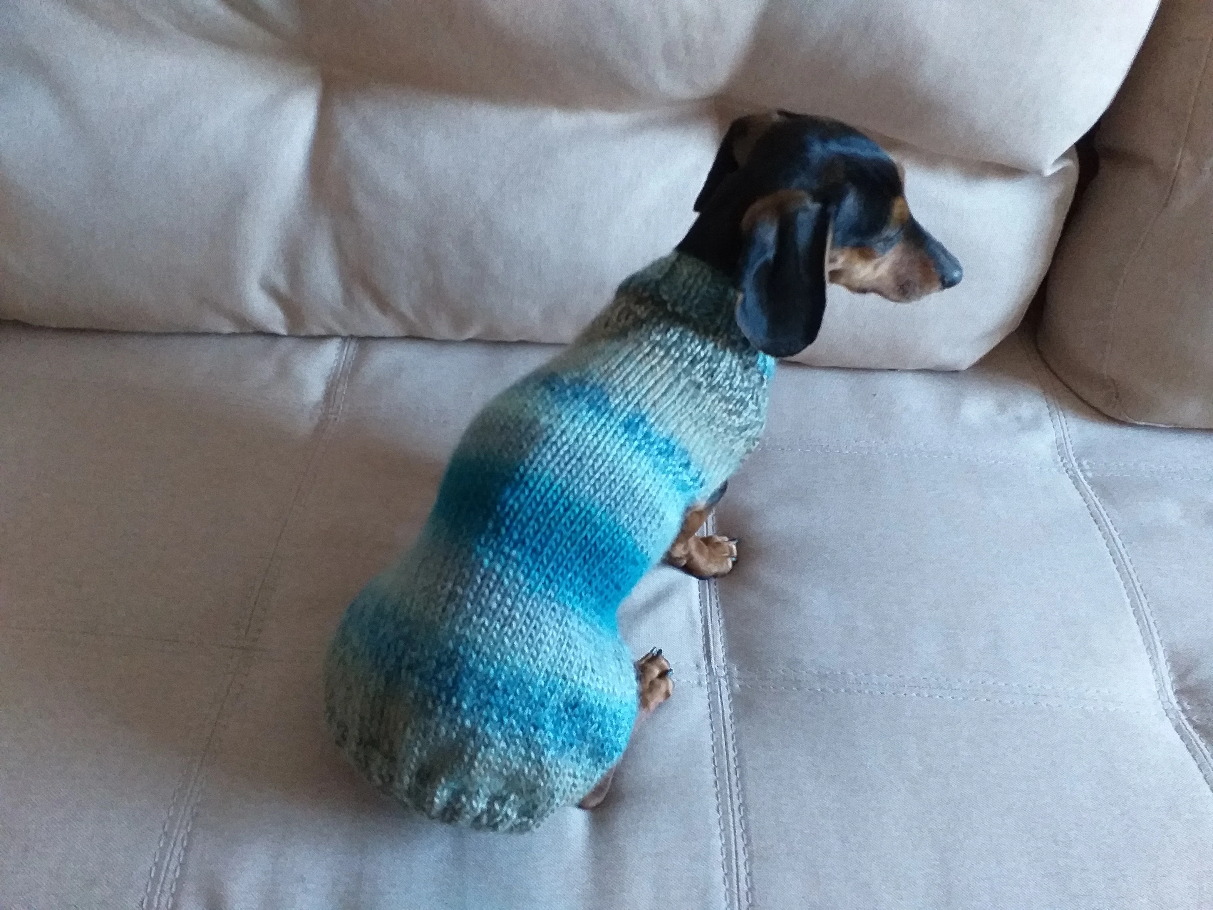 Warm coat for wiener dog, Miniature Dachshund Knitted Jumper, Dachshund clothes knitted sweater, wool sweater for dachshund or small dog