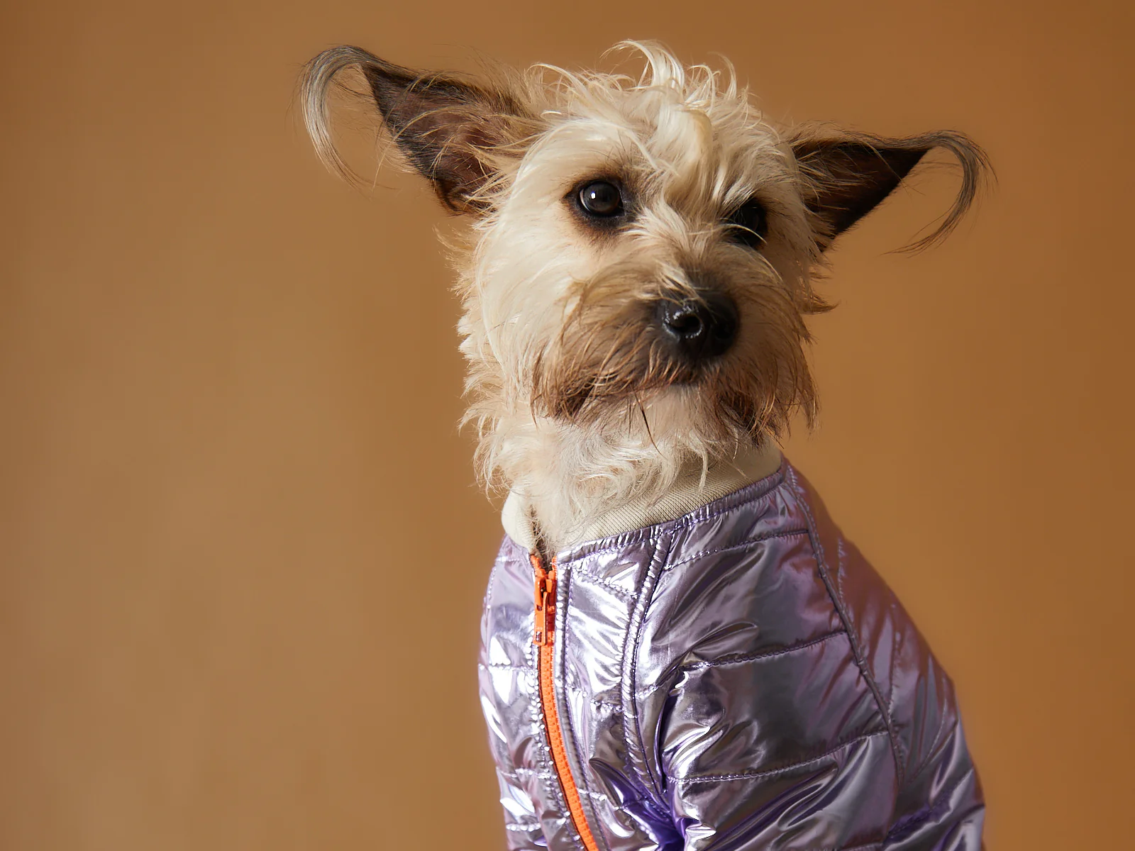 Metallic Lilac Bomber Jacket with Zipper OPERA