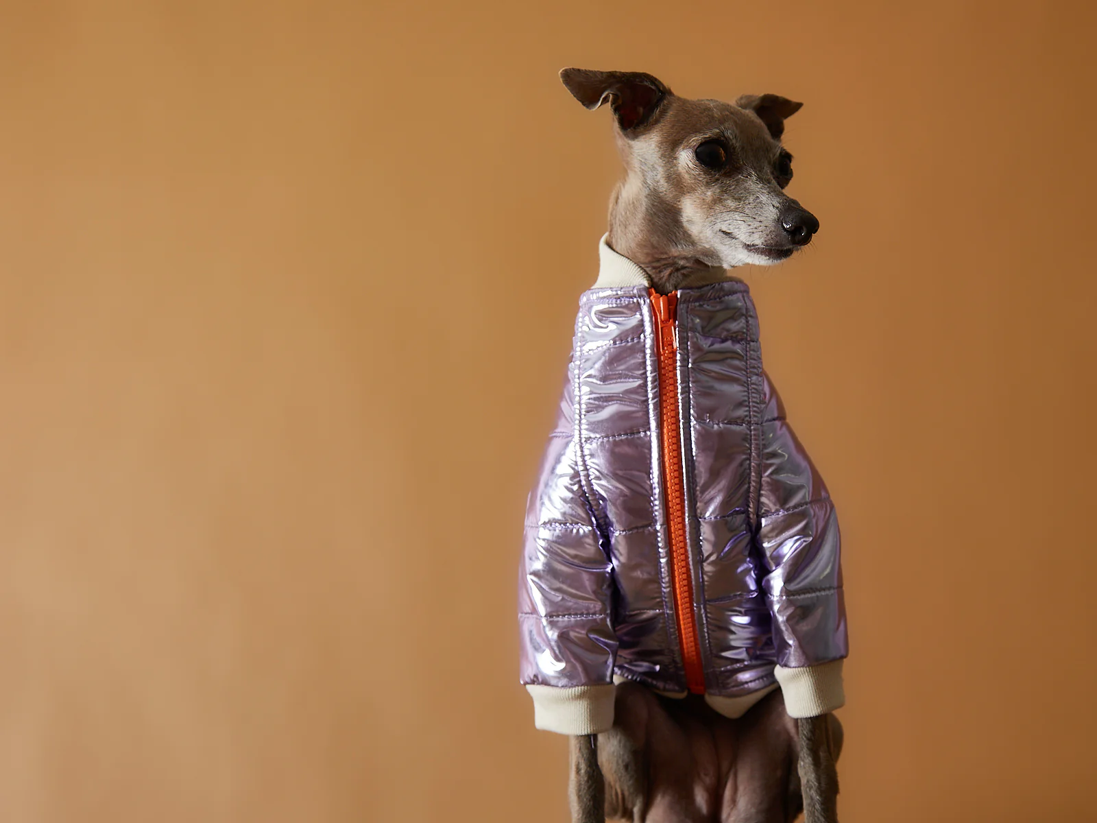Italian Greyhound / Whippet Metallic Lilac Bomber Jacket with Zipper OPERA