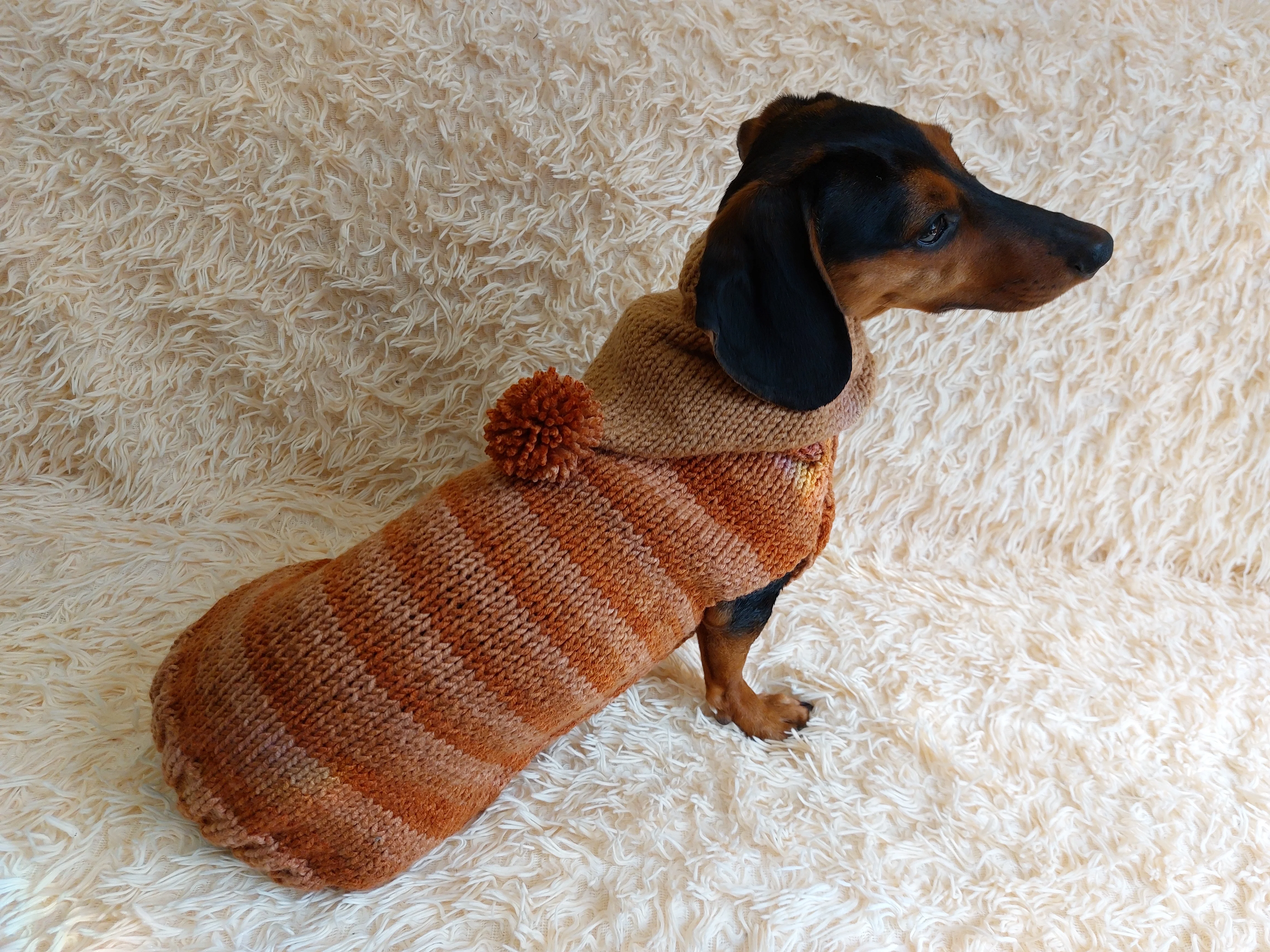Warm Wool Stylish Clothes Pet Coat, Dog Hoodie, Dachshund Hooded Sweaters, Clothing for dachshund or small dog with sweater with hoodie