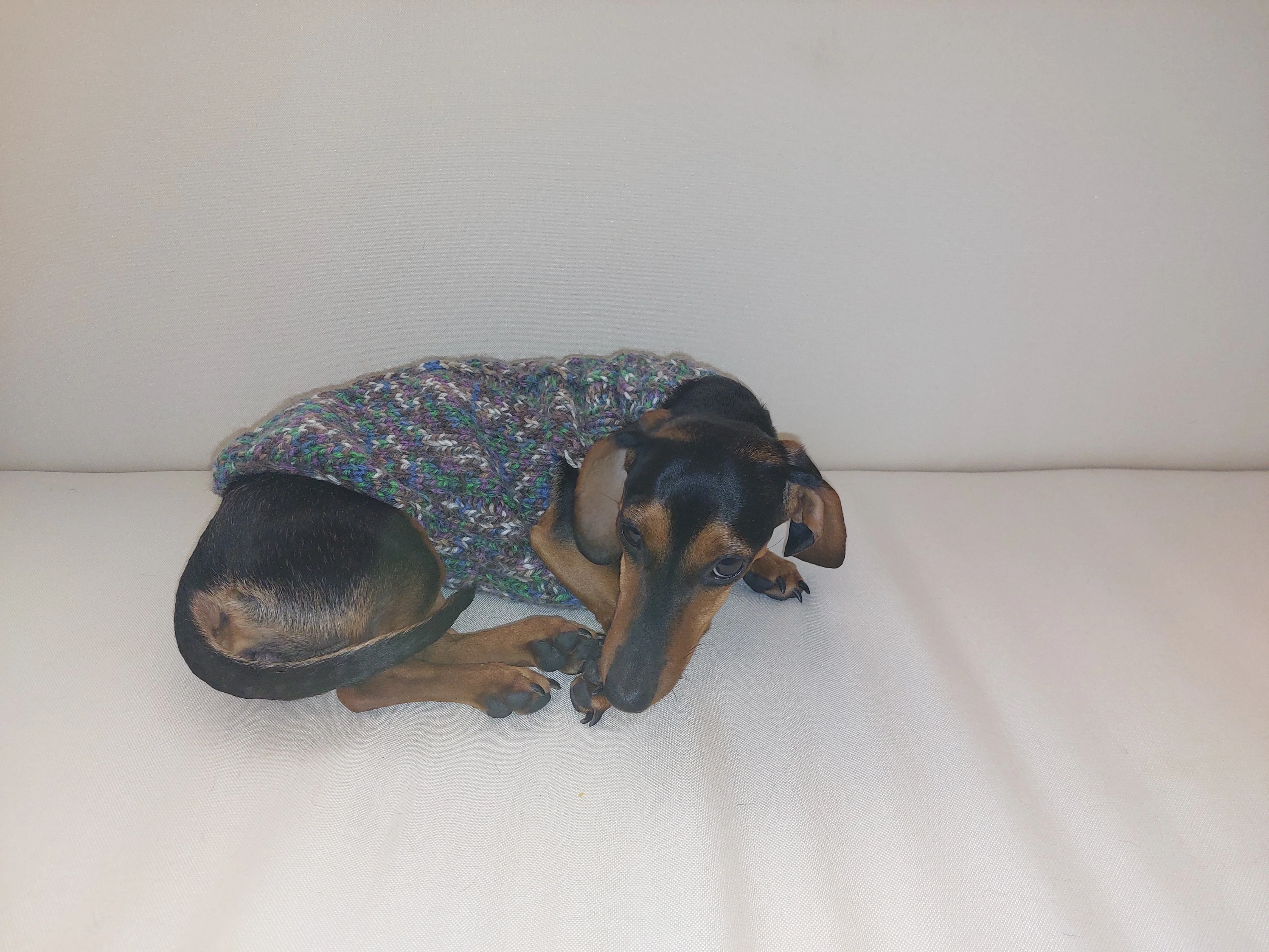Wool dog jumper,dachshund cloches wool sweater