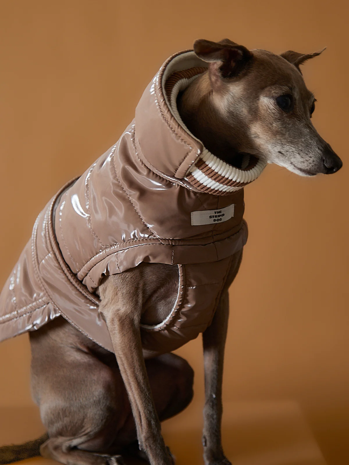 Italian Greyhound / Whippet Taupe Waterproof Turtleneck Jacket RUE
