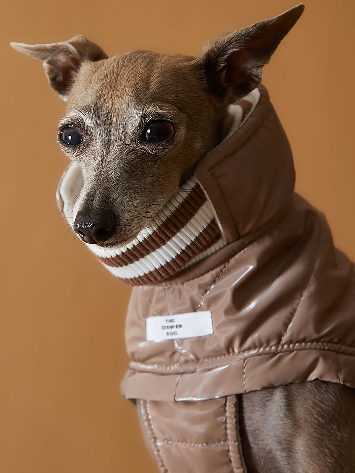 Italian Greyhound / Whippet Taupe Waterproof Turtleneck Jacket RUE