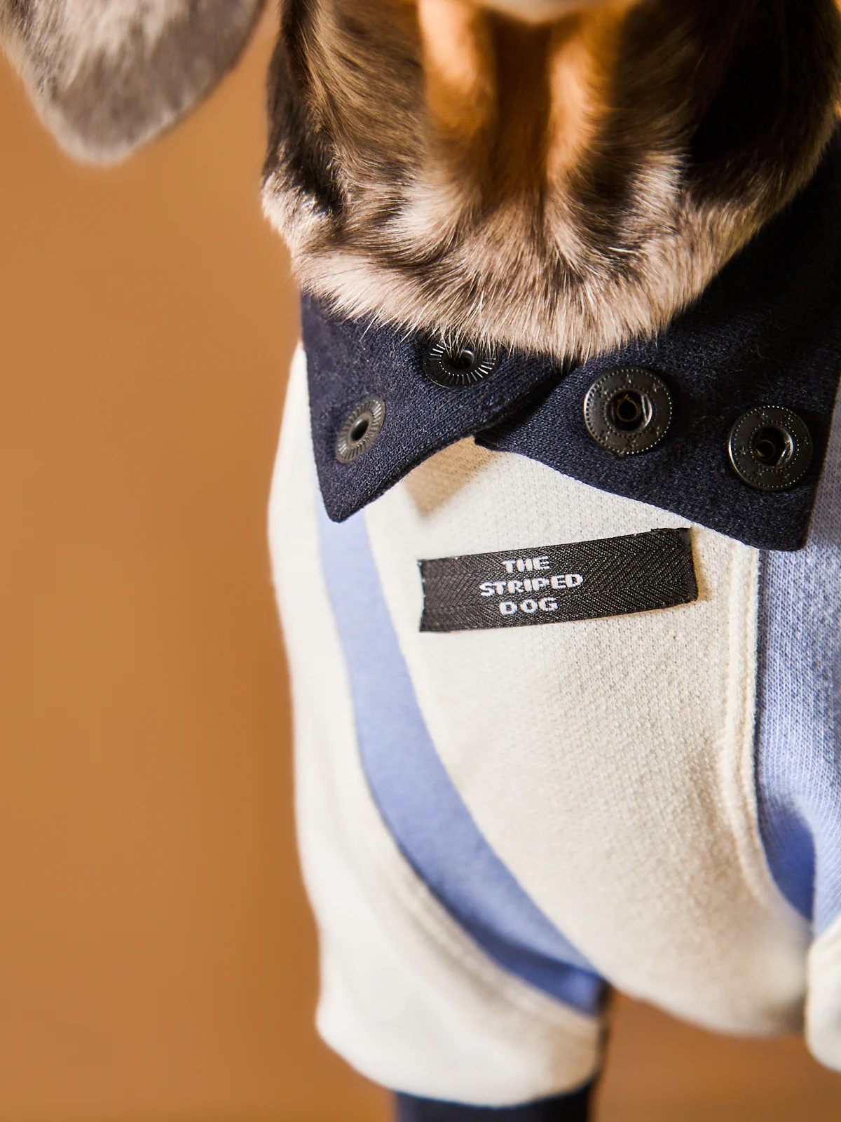 Dachshund Tricolor Turtleneck Sweater EMILY