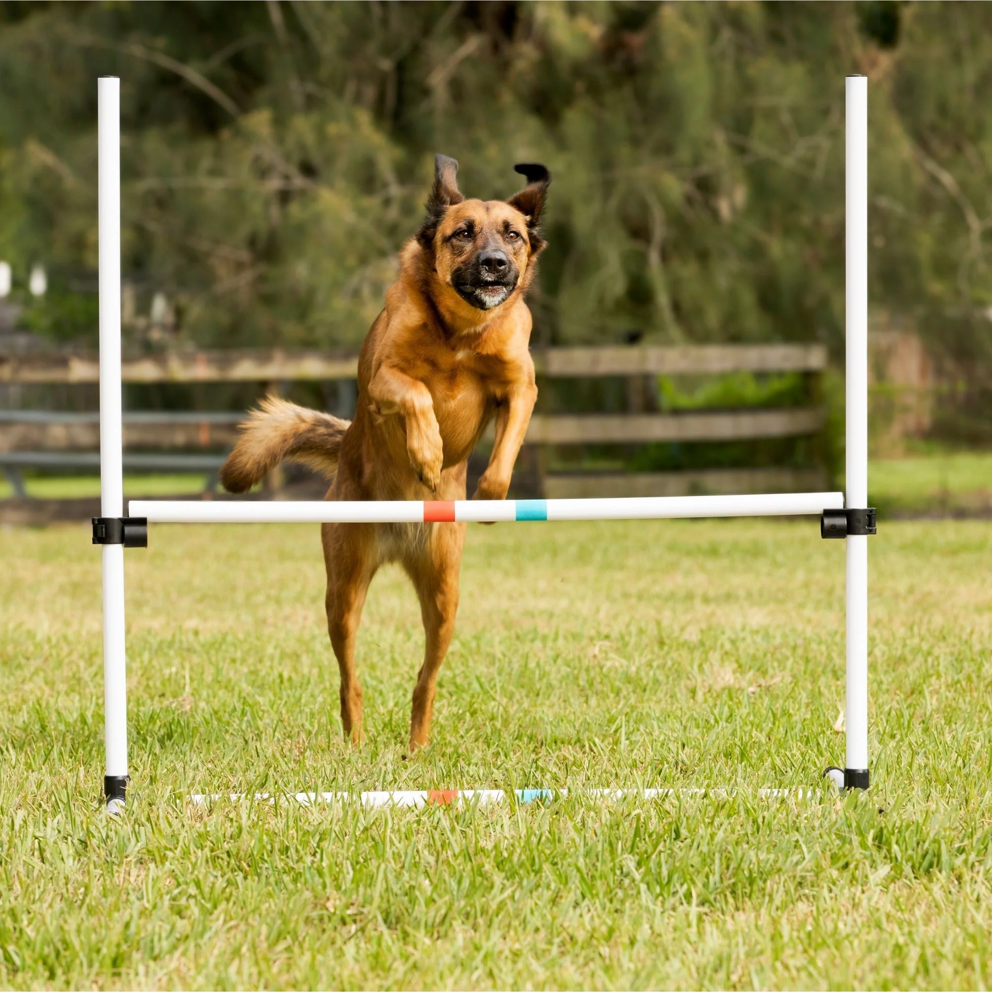 Midlee Dog Agility Beginner Set- Hoop Jump, Weave Poles, and Bar Jump