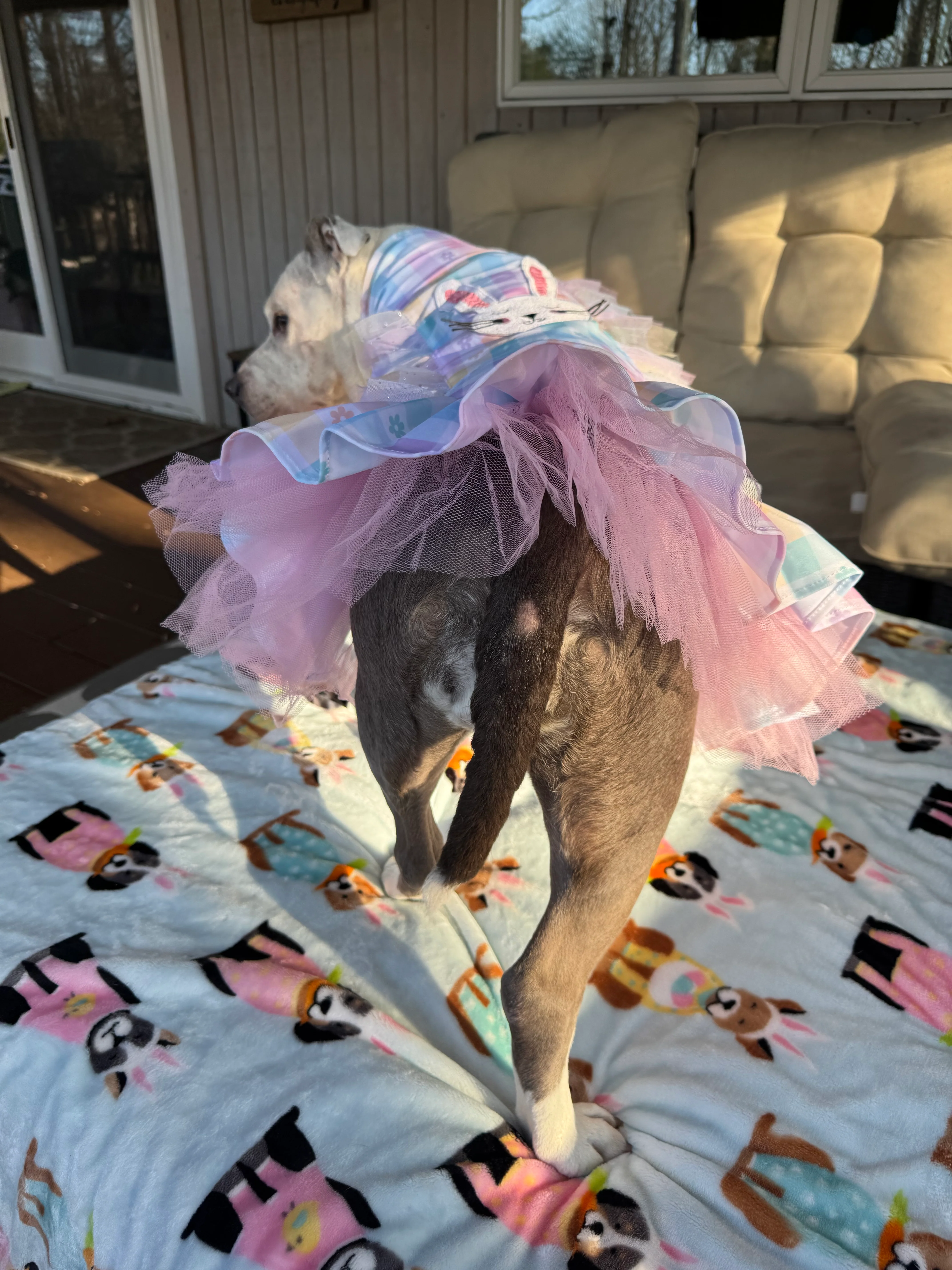 Easter Best Dog Dress With Embroidered Bunny