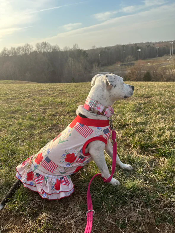 Memorial Garden - Dog Pajama with Red Neck & Trim/Sleeves