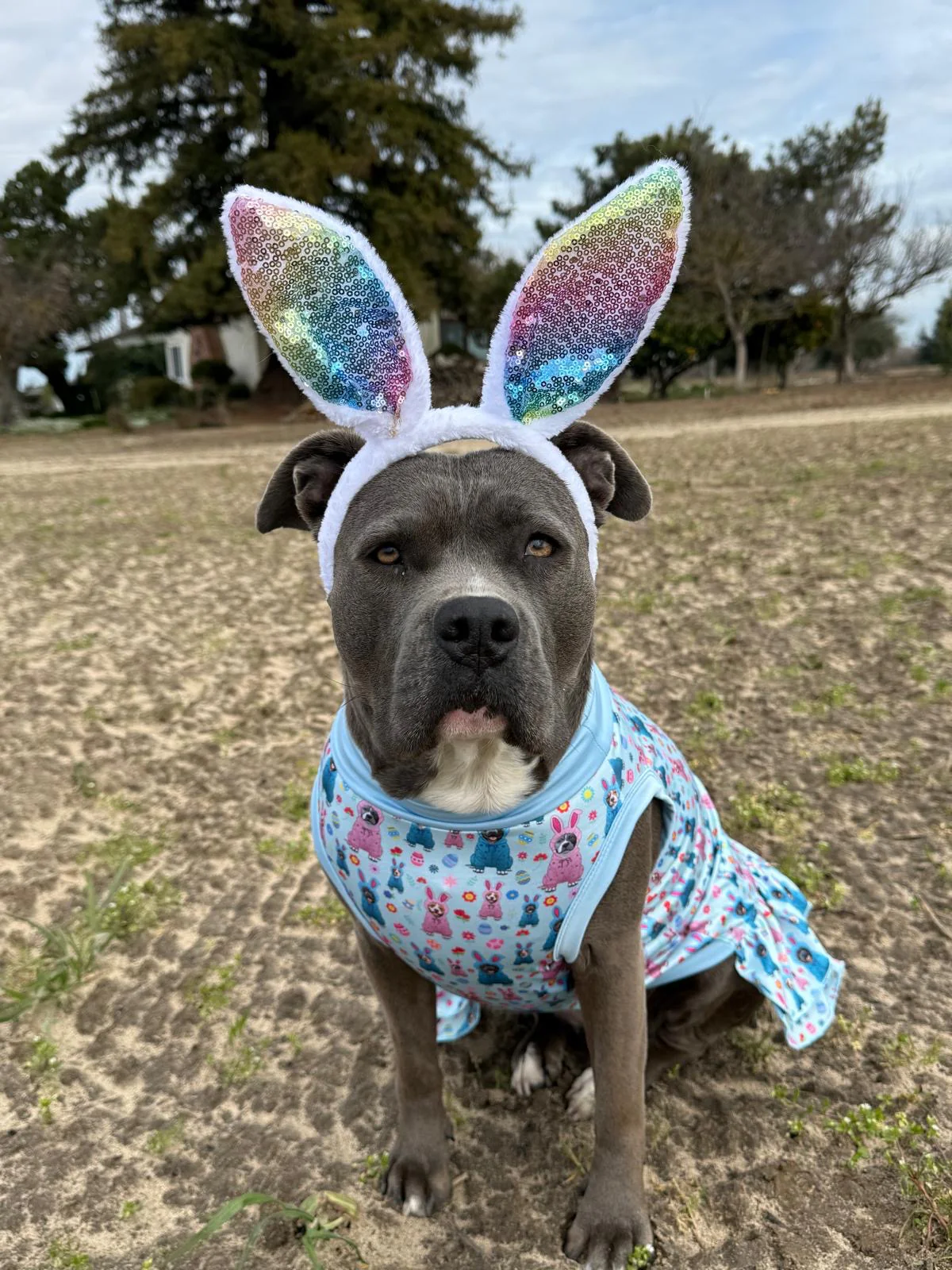 Bunny Dress Up - Dog Pajama with Yellow Neck & Trim/Sleeves