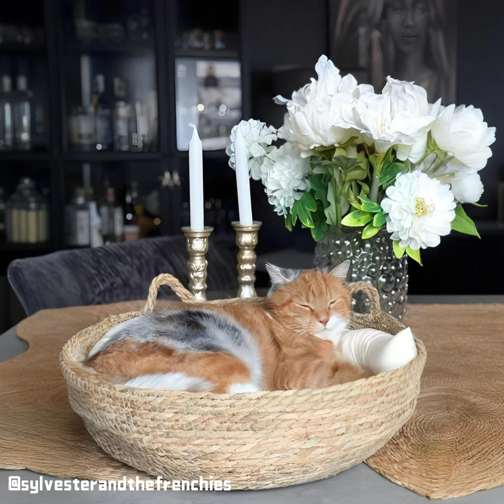 Handcrafted Cat Bed With Cushion