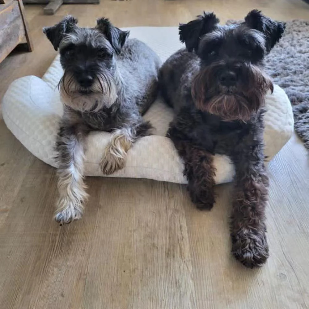 Cooling Bed with Pillow
