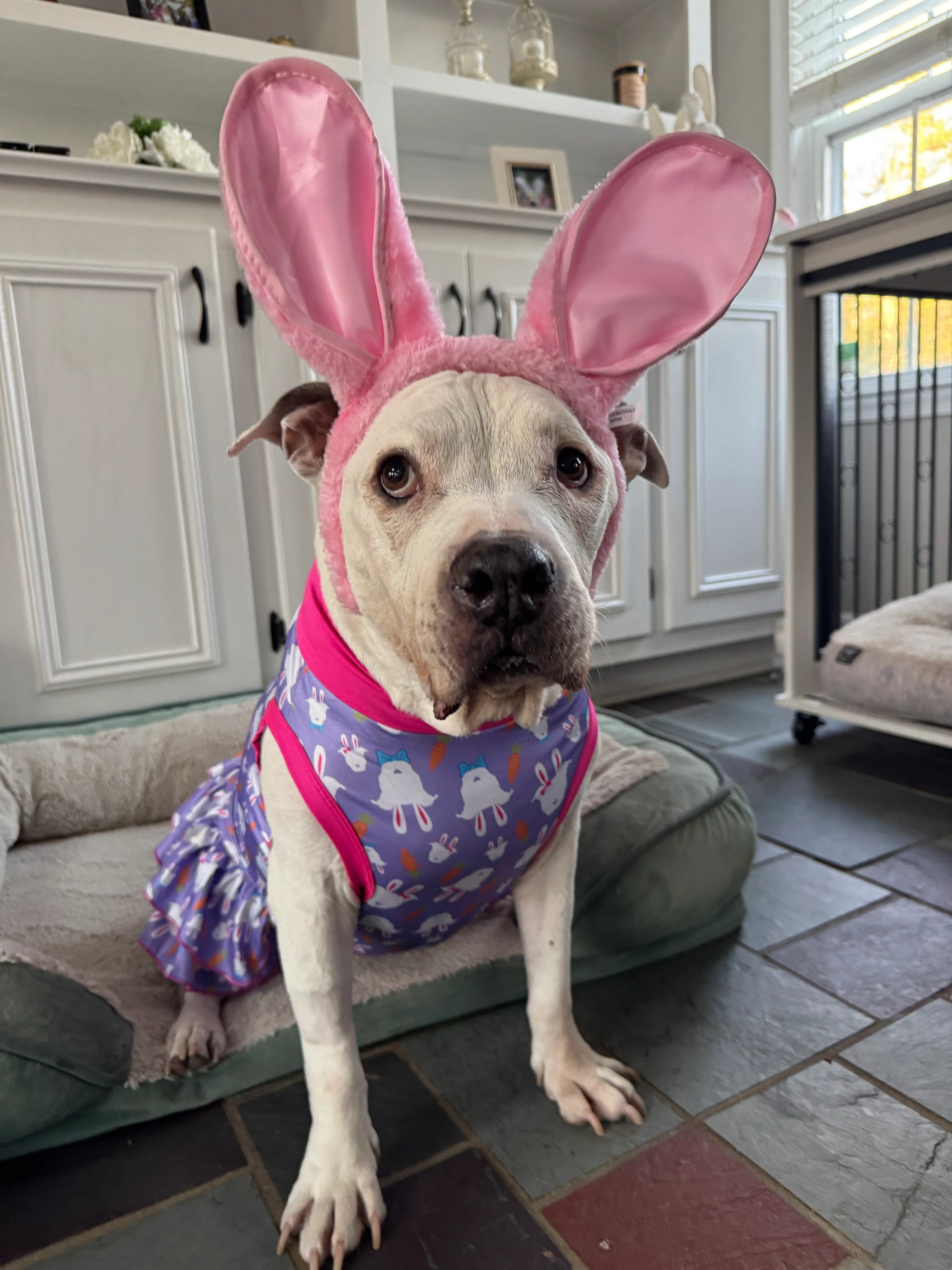 Pittie Bunny - Dog Pajama with Hot Pink OR Aqua Neck & Trim/Sleeves