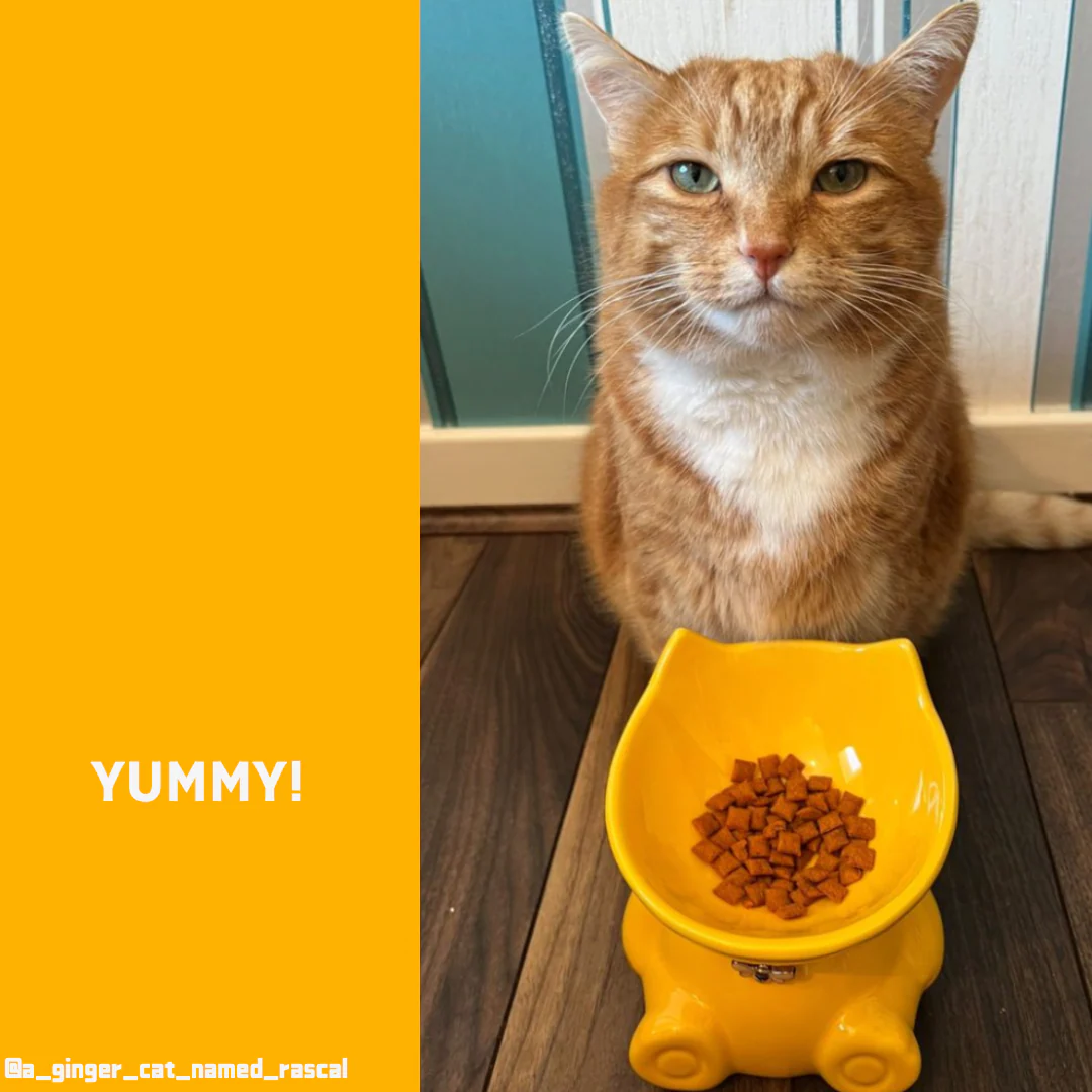 Elevated Ceramic Bowl