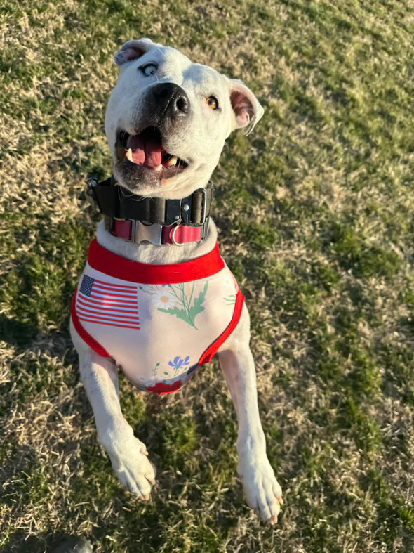 Memorial Garden - Dog Pajama with Red Neck & Trim/Sleeves