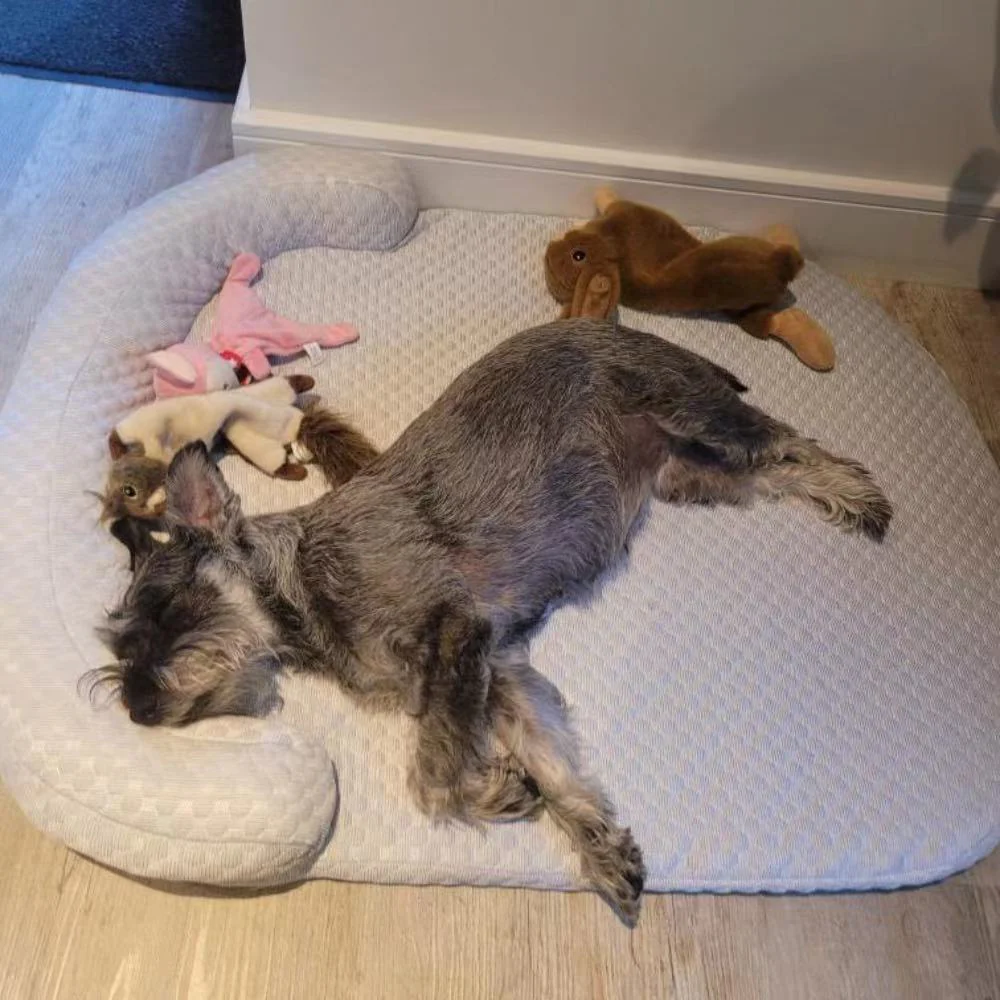 Cooling Bed with Pillow