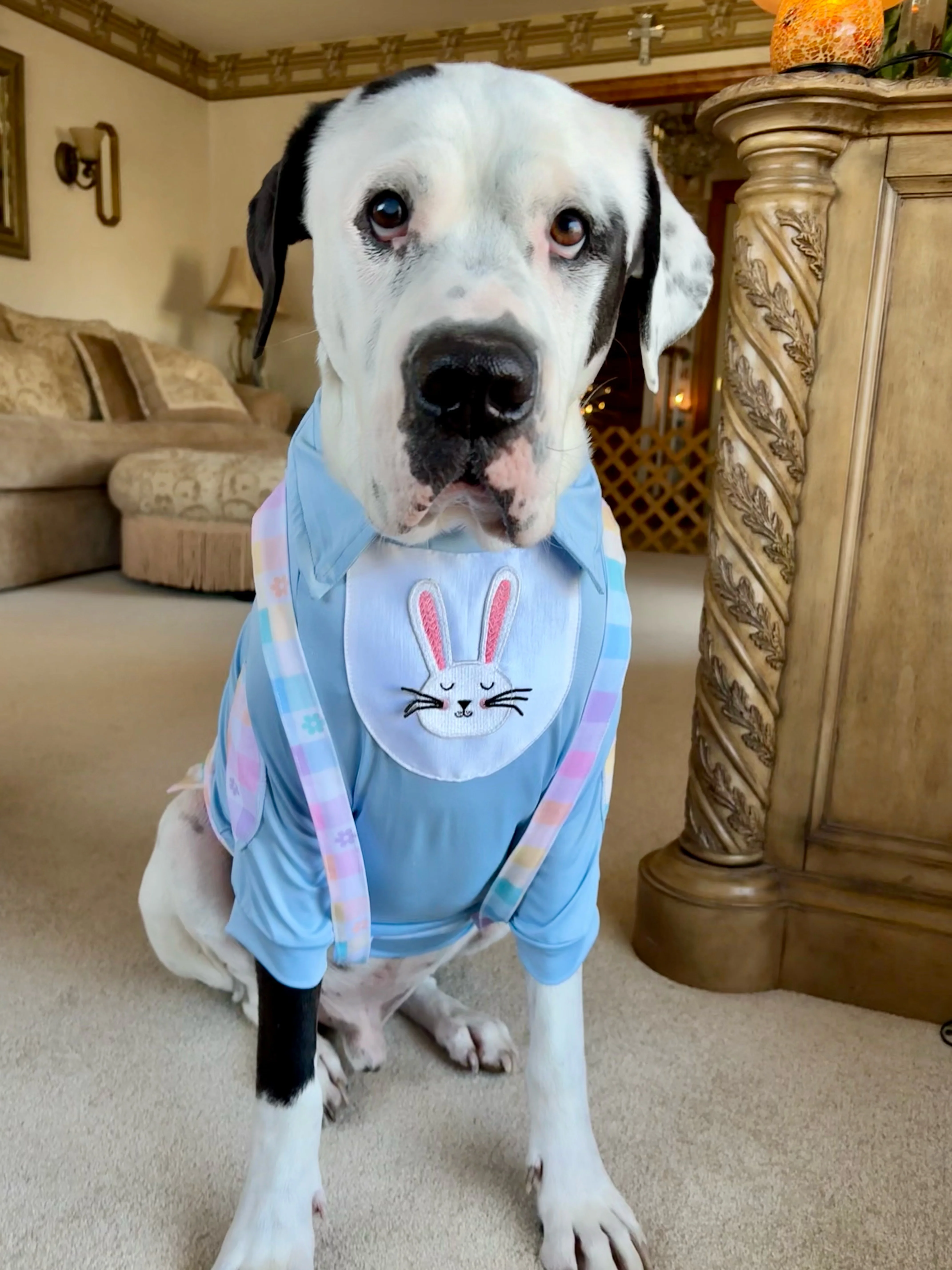 Easter Best Bunny Shirt With Sleeves, Suspenders & Removable Bow Tie.