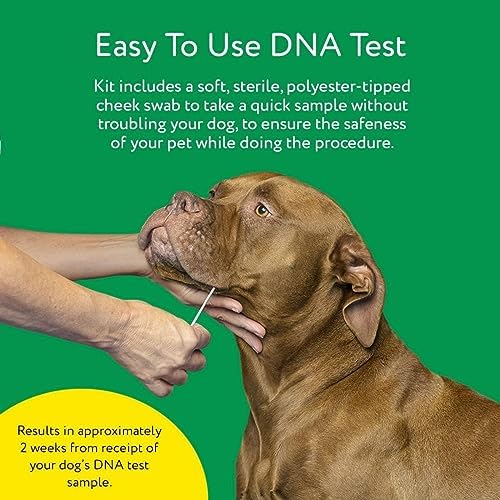 2024 Dna My Dog Essential Test – Breed ID Test Mixed Breed Identification  Personality Traits  for Puppies to Adult Dogs  Non-Invasive Cheek Swab