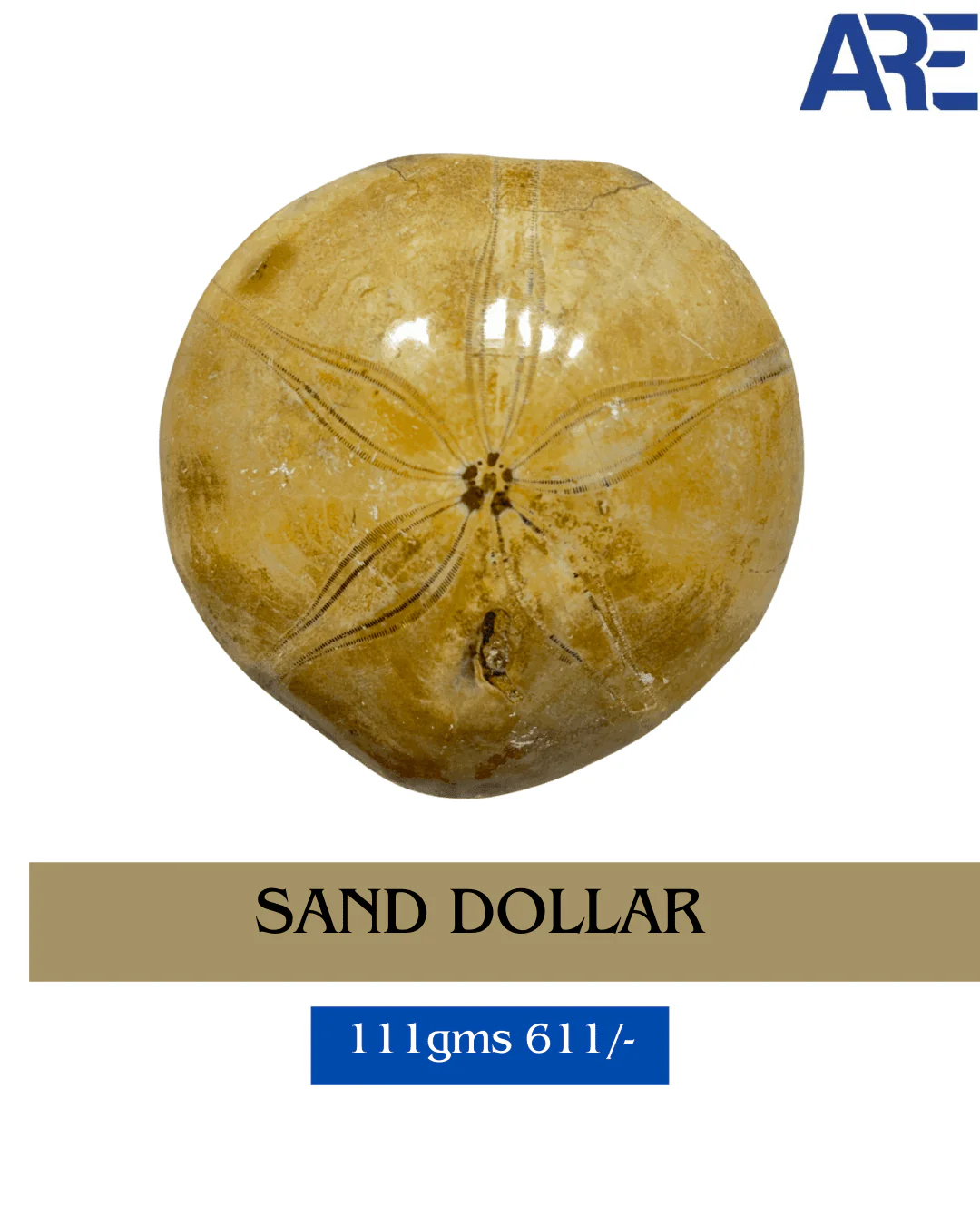 Sand Dollar in India - Aeora Rocks