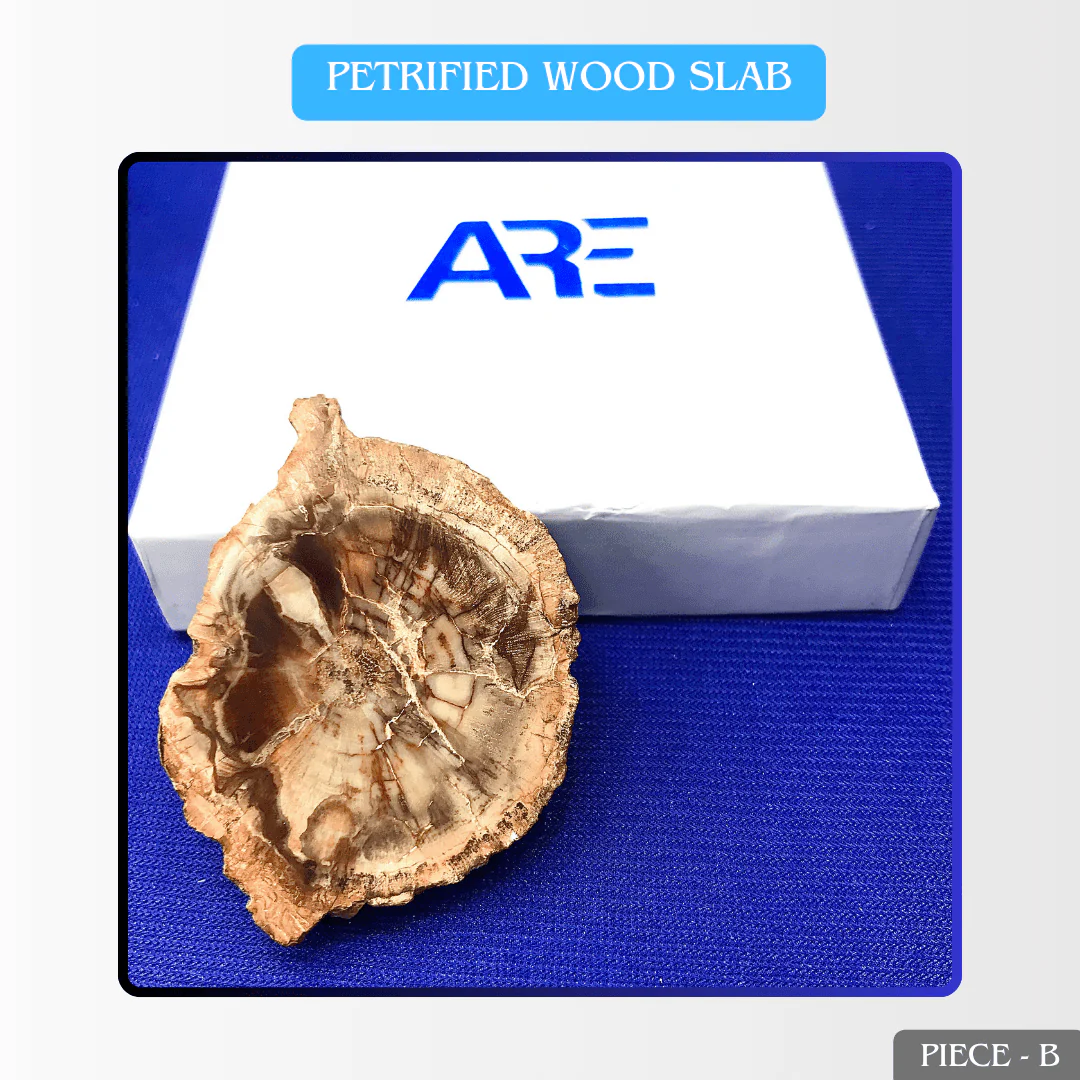 Petrified Wood Slab in India - Aeora Rocks
