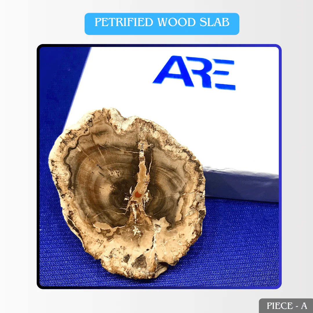 Petrified Wood Slab in India - Aeora Rocks