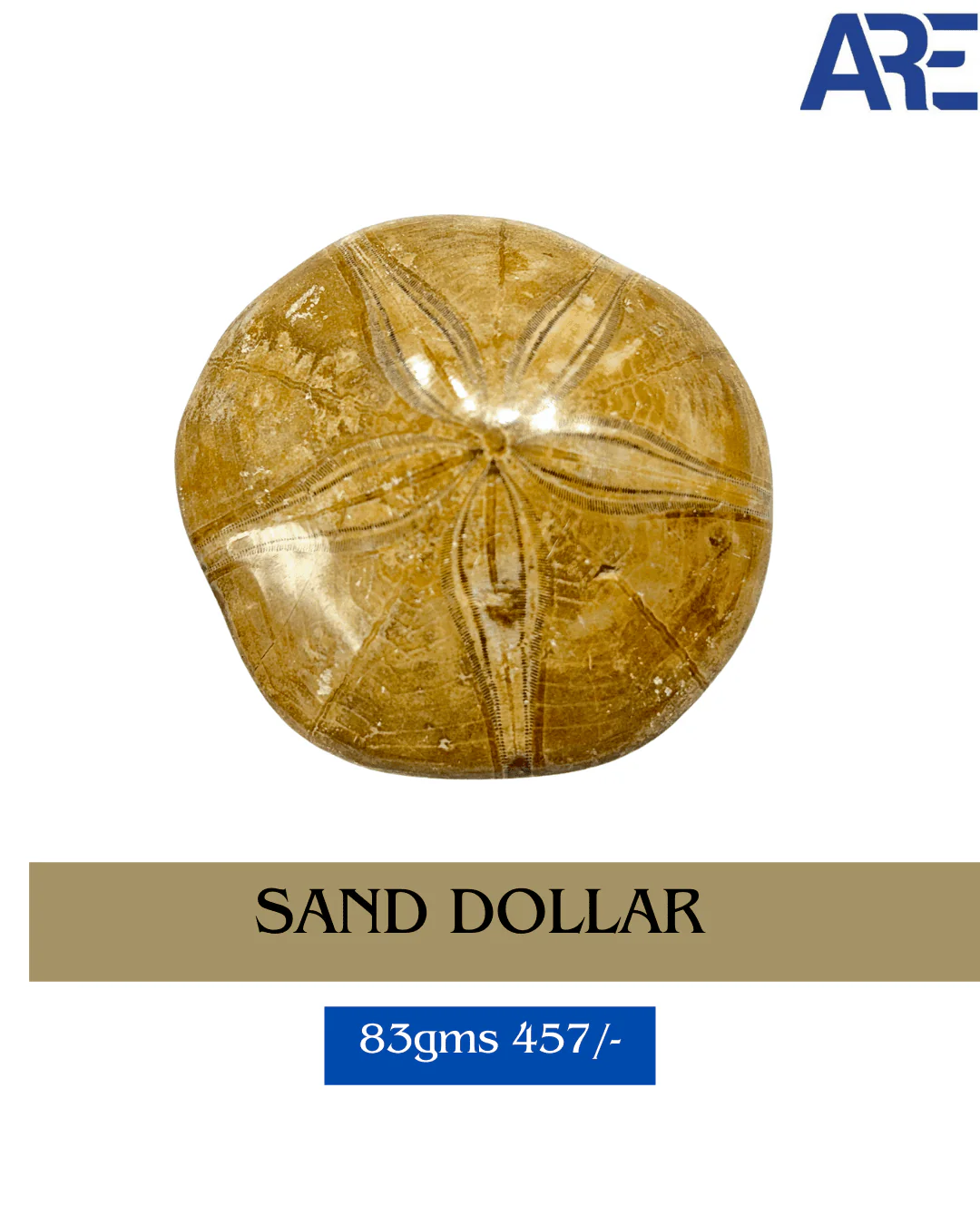 Sand Dollar in India - Aeora Rocks