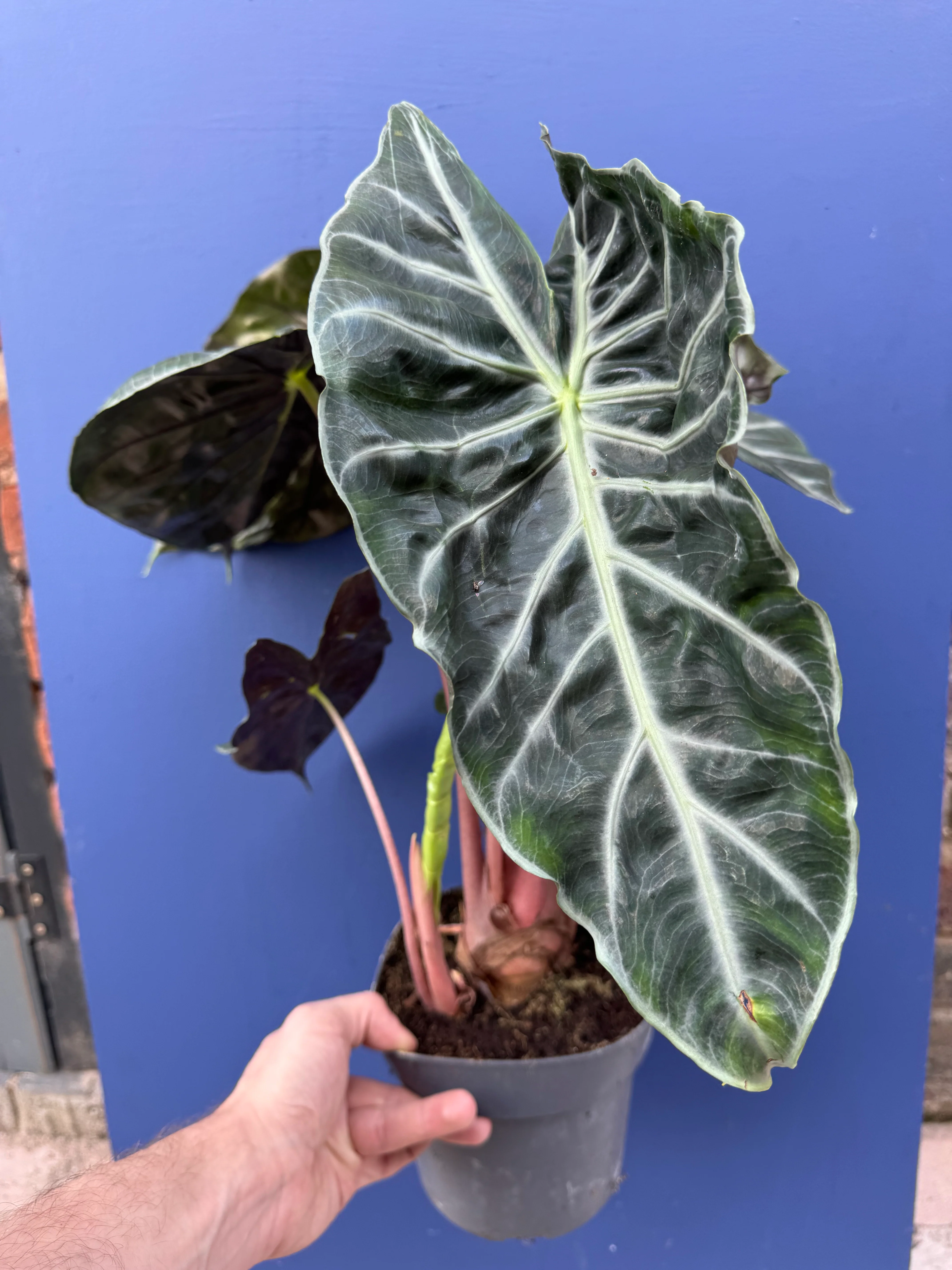 Alocasia Pink Dragon
