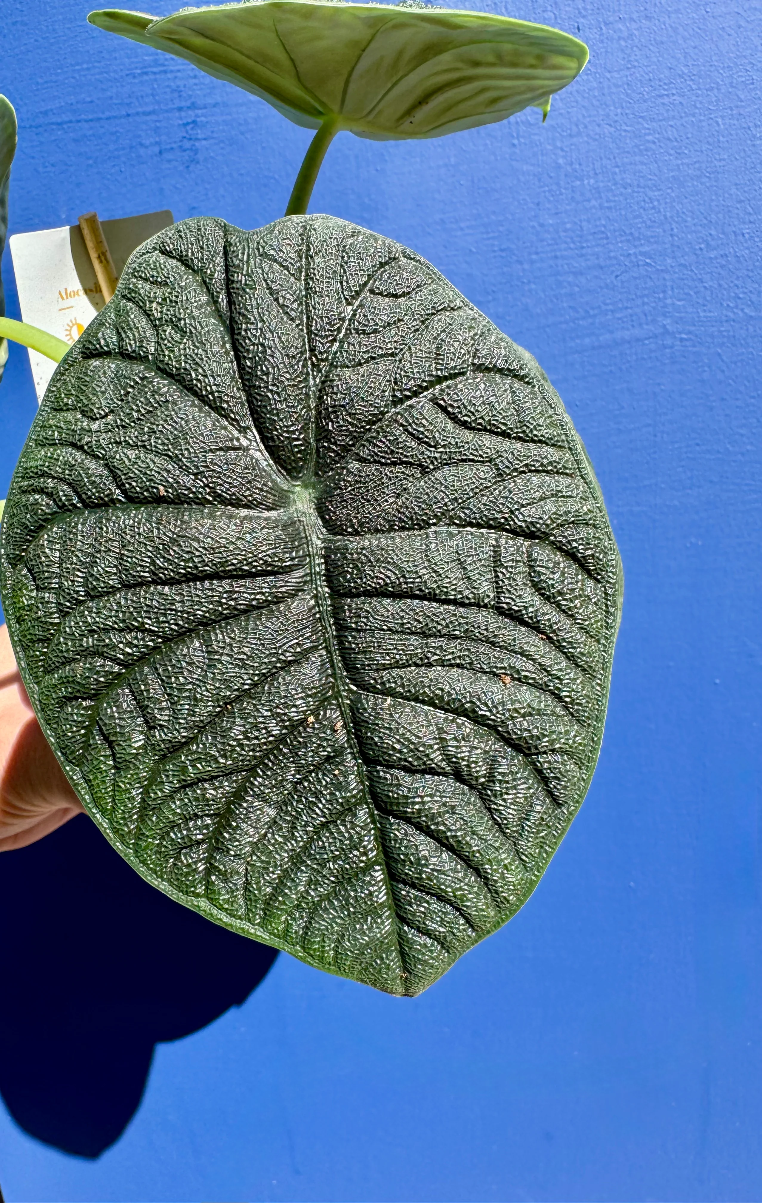Alocasia Melo