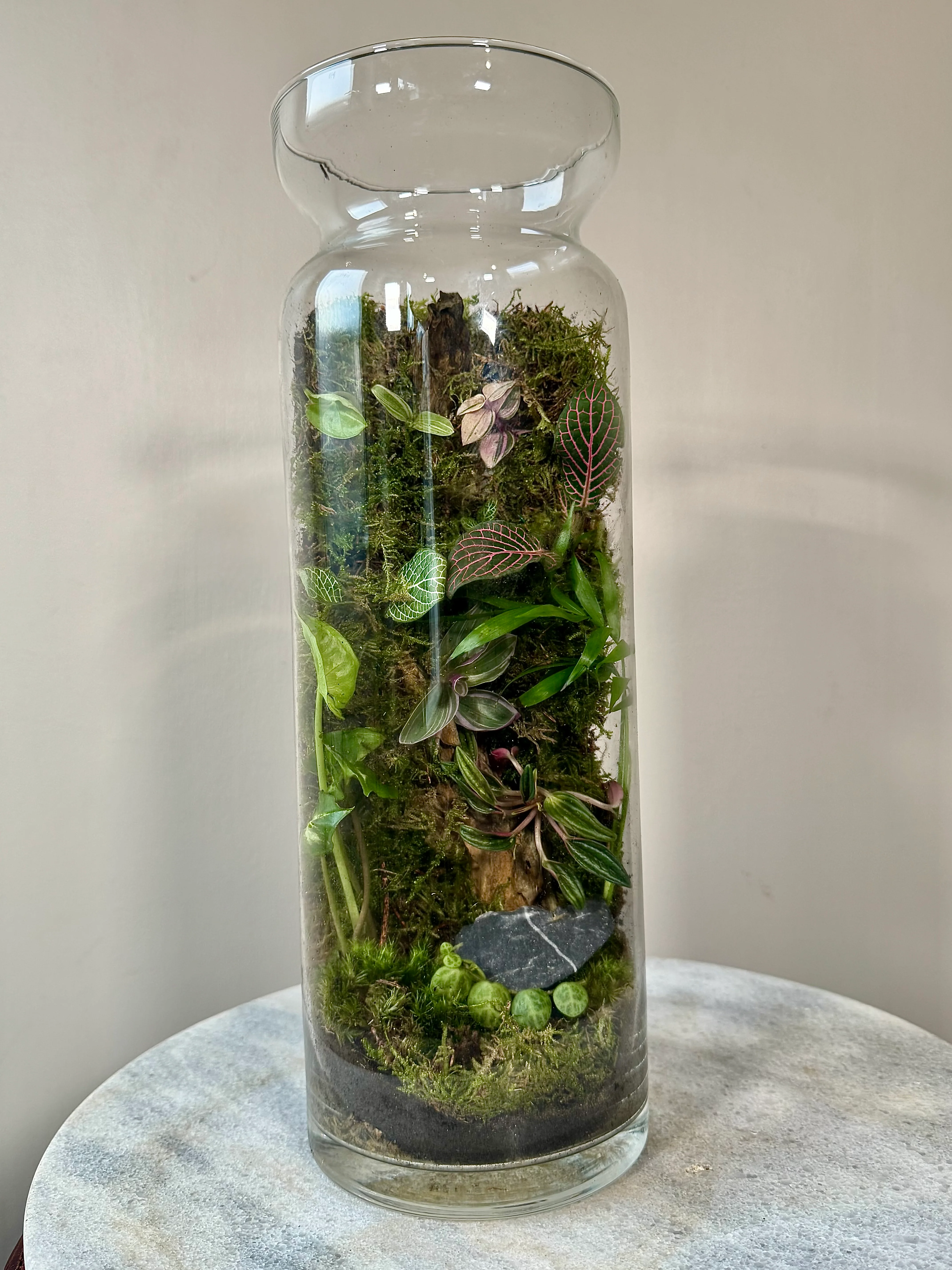 Tall Glass Moss Terrarium