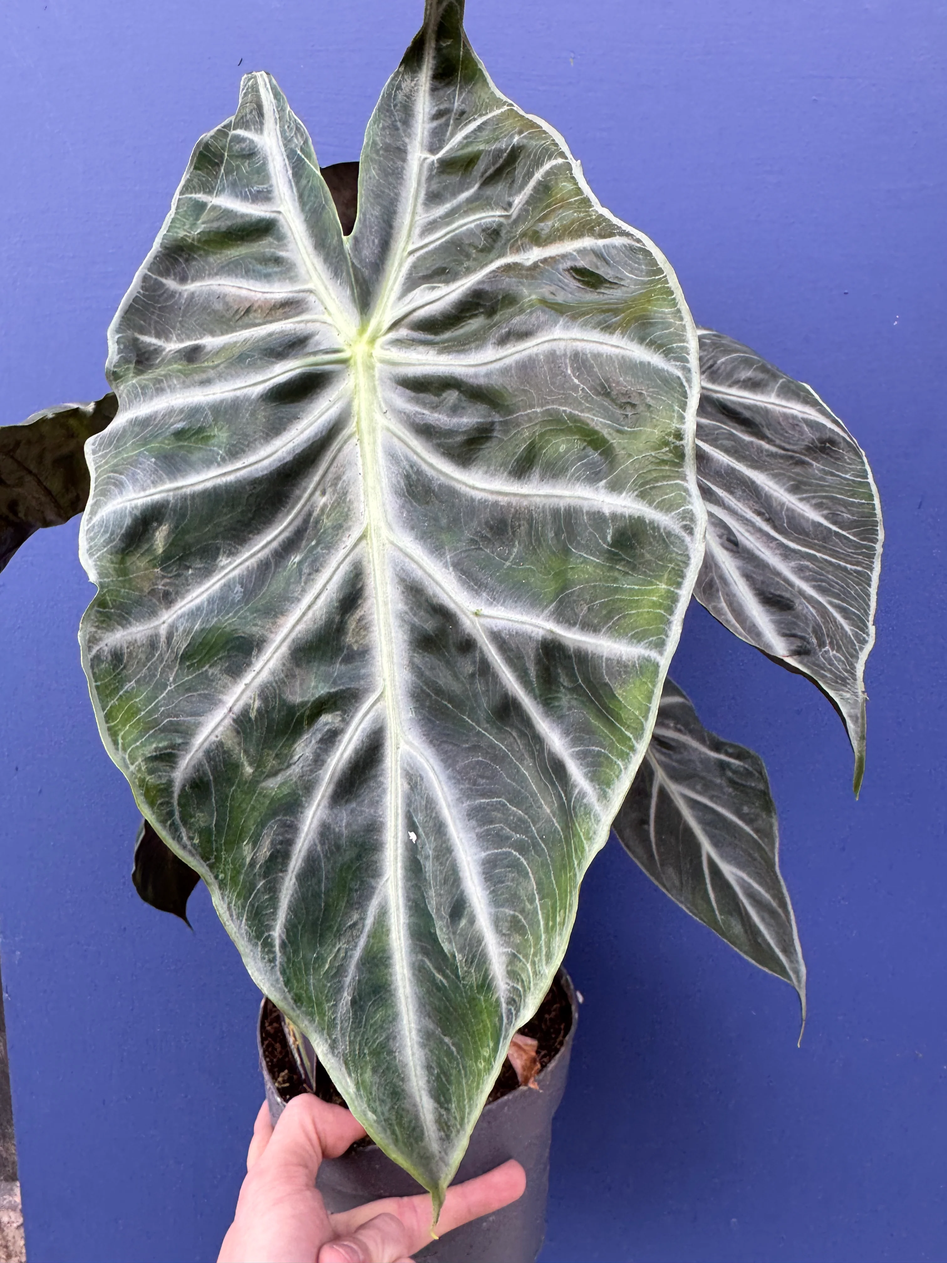 Alocasia Pink Dragon
