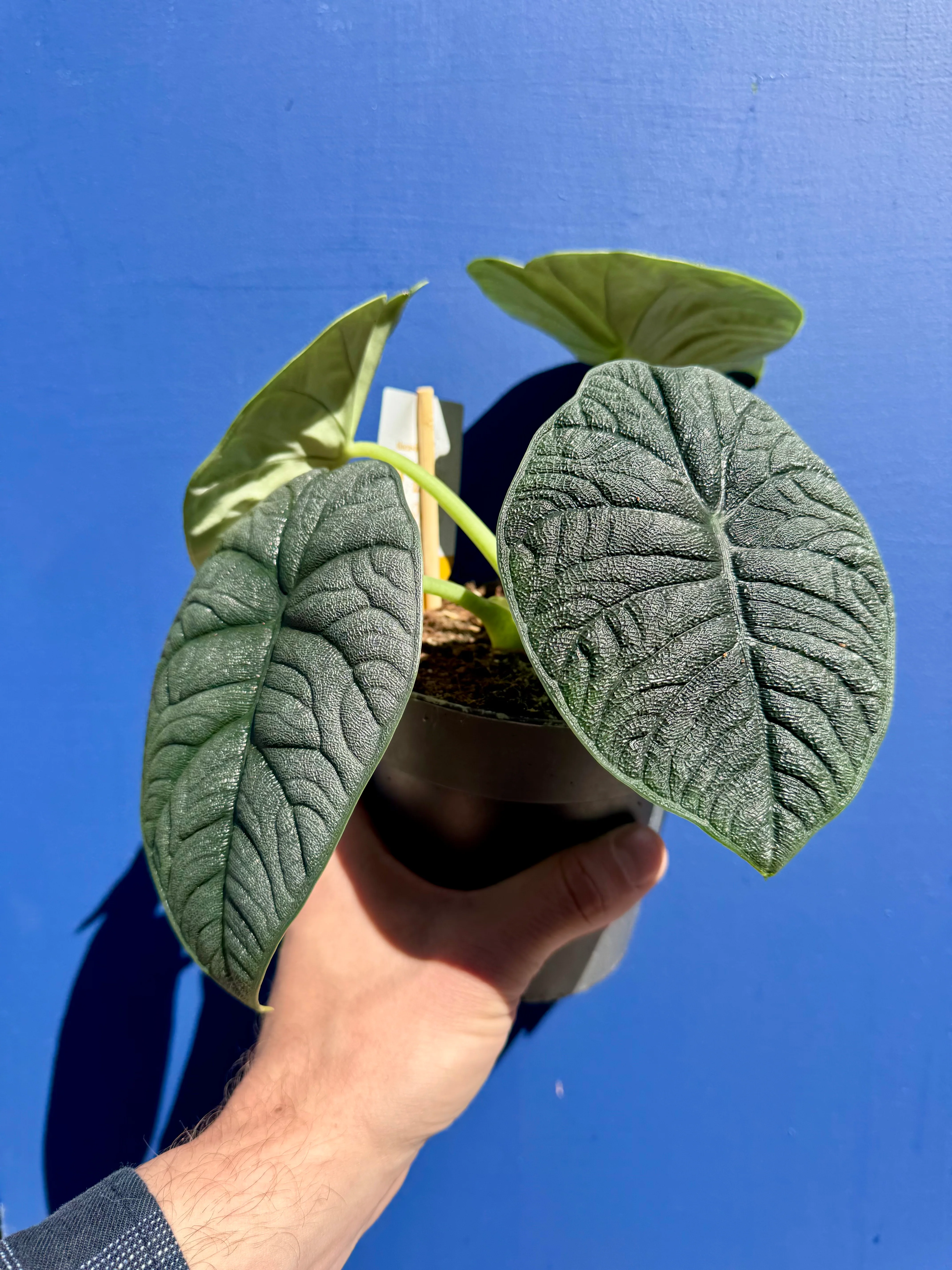Alocasia Melo